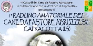 1° Raduno Amatoriale del Cane da Pastore Abruzzese a Capracotta