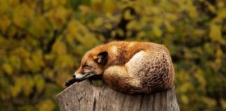 volpe relax