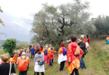 camminata tra olivi molise