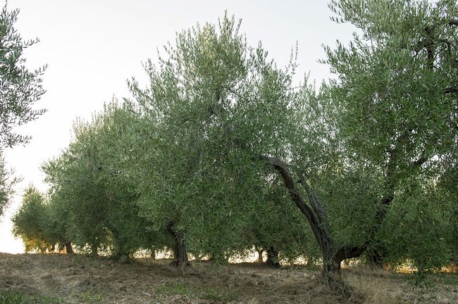 raccolta olive