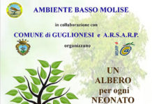 albero festa 15 novembre 2019