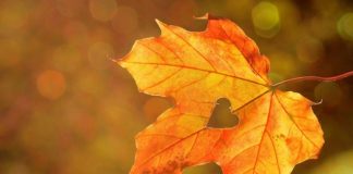 autunno cuore