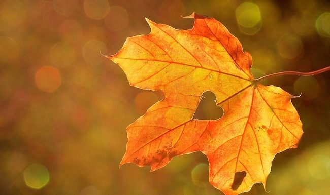 autunno cuore