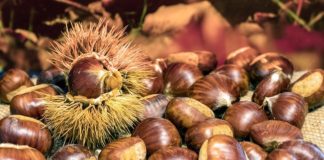castagne