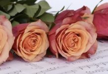 rose musica