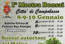 mostra bonsai campobasso 2020