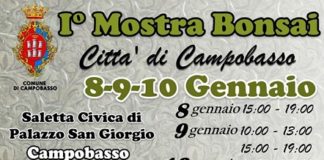 mostra bonsai campobasso 2020