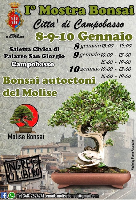 mostra bonsai campobasso 2020