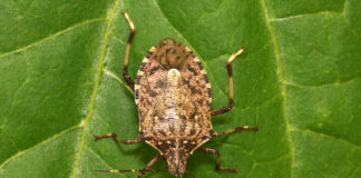 cimice asiatica