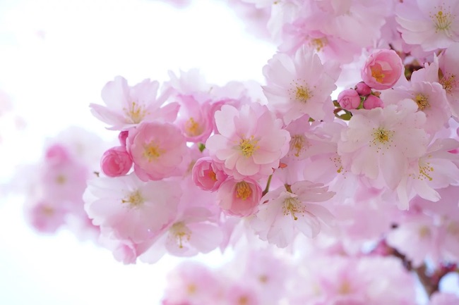 fiori ciliegio