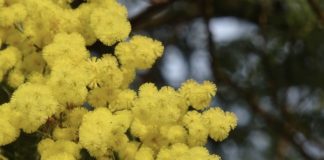 mimose