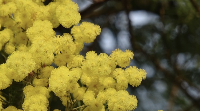 mimose