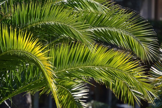 palme