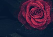 rosa rossa pioggia