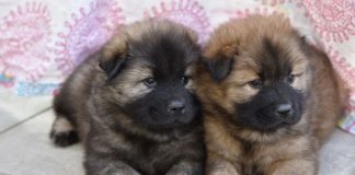 cagnolini