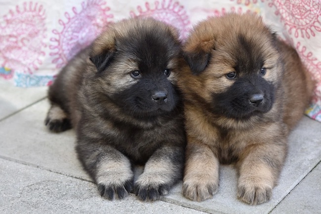 cagnolini