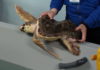 caretta trilly