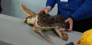 caretta trilly