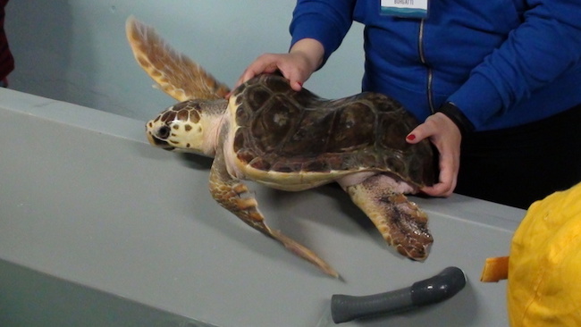 caretta trilly