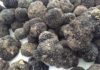 tartufi