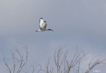 volo ibis sacro