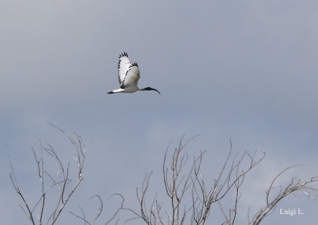 volo ibis sacro