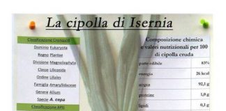 la cipolla d'isernia