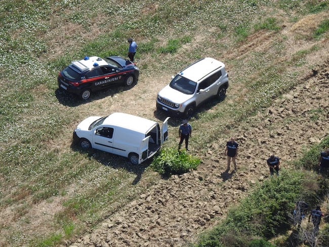 Piantagione di marijuana sequestrata a San Martino in Pensilis