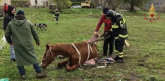 salvataggio cavallo campobasso