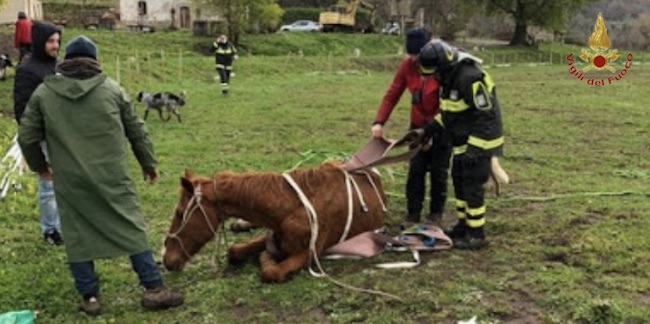 salvataggio cavallo campobasso