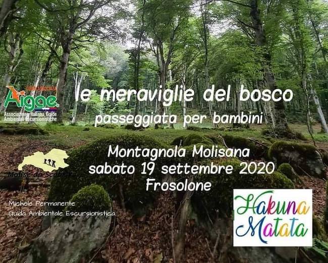 meraviglie del bosco