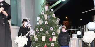 albero cultura e legalita larino