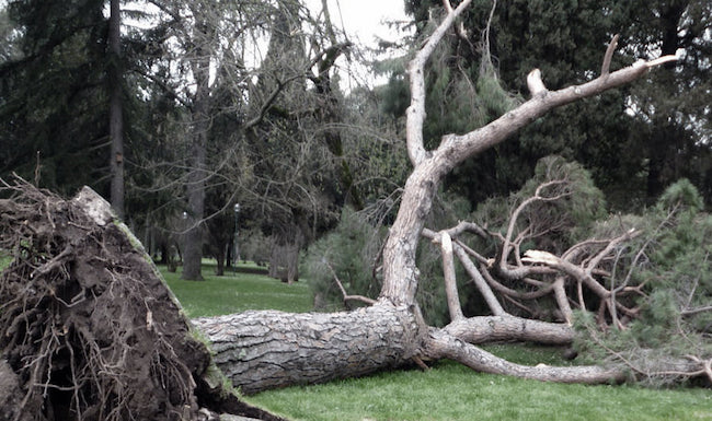 albero villa comunale isernia