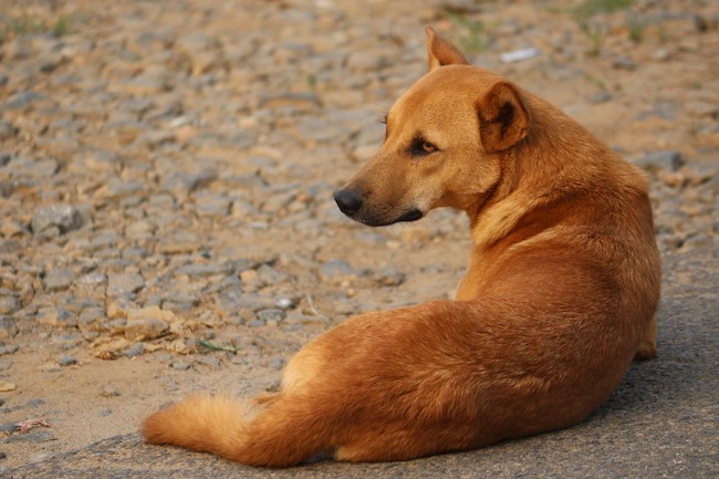 cane randagio