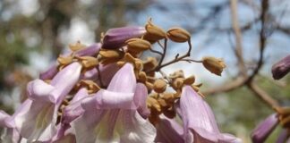 paulownia