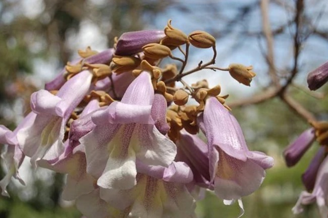 paulownia