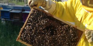 biomonitoraggio api pozzilli