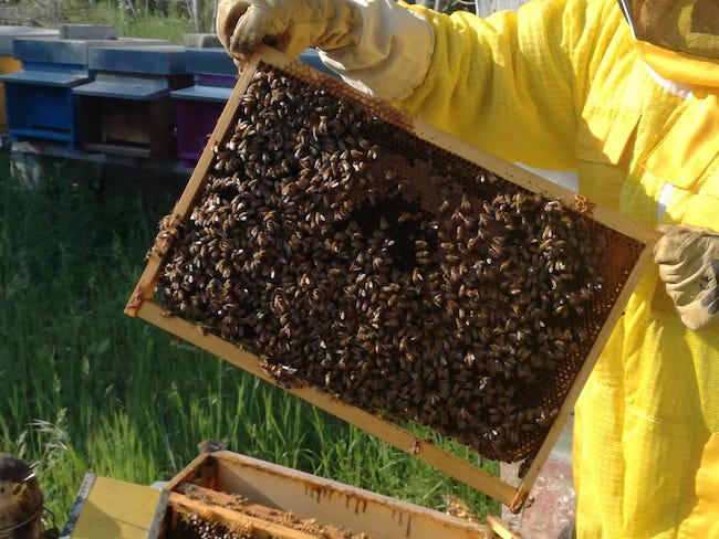 biomonitoraggio api pozzilli