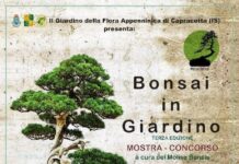 bonsai in giardino 2021