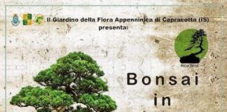 bonsai in giardino 2021