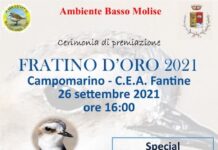 manifesto fratino d'oro