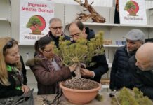 mostra bonsai