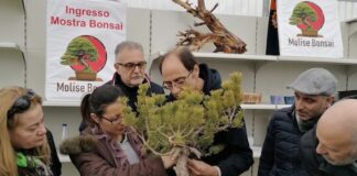 mostra bonsai