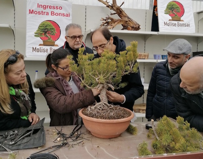 mostra bonsai