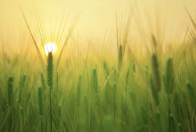 grano agricoltura