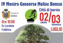 mostra bonsai 2-3 luglio 2022