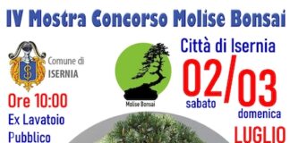 mostra bonsai 2-3 luglio 2022