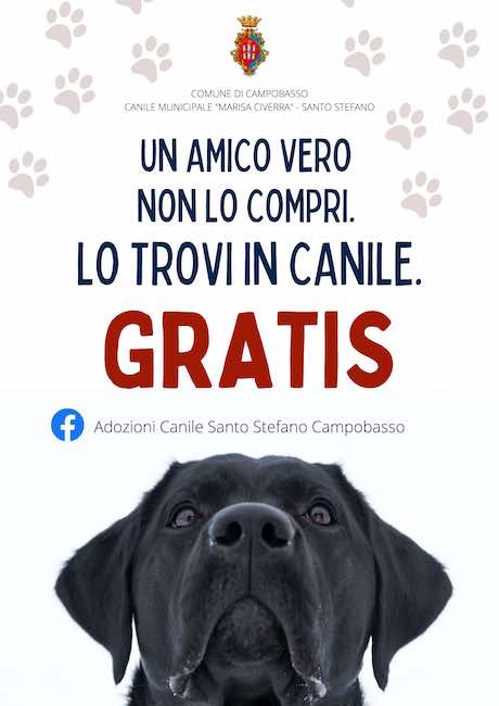 amico canile 2022