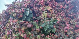 foglie-autunno