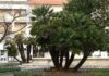 intervento palme campobasso